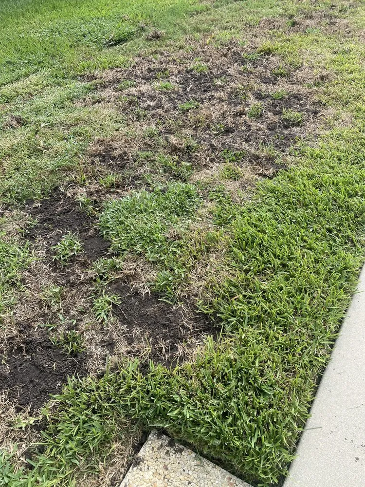 Expert yard cleanup service for year-round maintenance in Sarasota, FL by Lawn Doctor