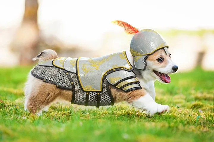 Expert lawn care service in Springfield, IL - Lawn Doctor