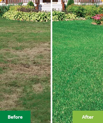 Expert yard cleanup service for year-round maintenance in Valley Park, MO by Lawn Doctor