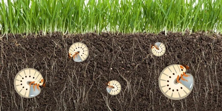 Expert outdoor landscaping with custom design across Valley Park, MO - Lawn Doctor