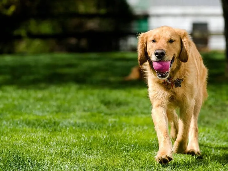 Custom landscape installation in Valley Park, MO by Lawn Doctor