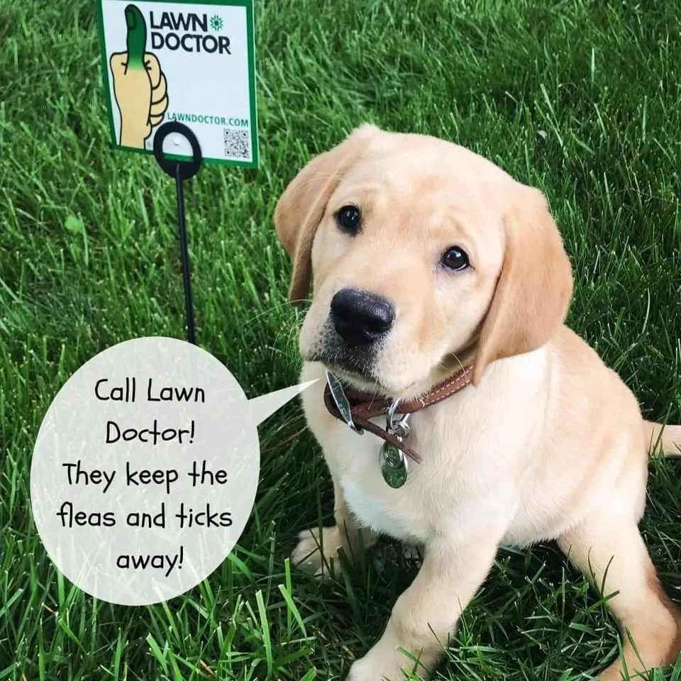 Affordable yard maintenance for outdoor upgrades in Westlake, OH by Lawn Doctor