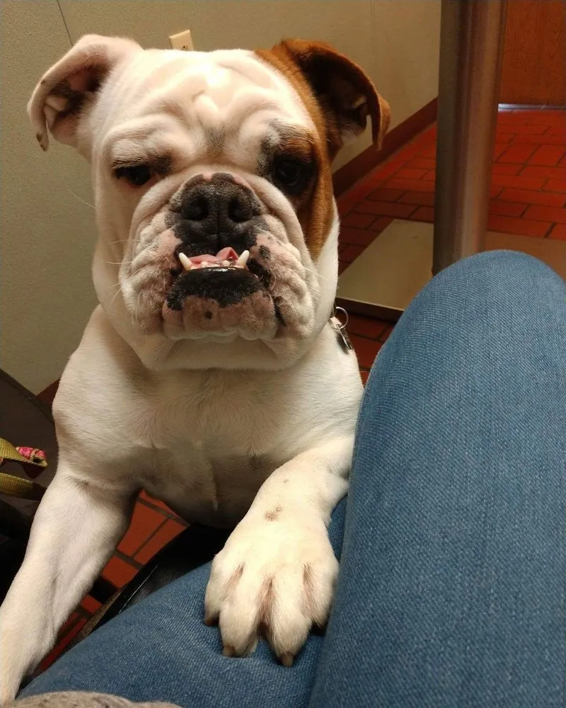 Professional residential landscaping experts serving Caseyville, IL - Lawn Dog Lawn Care