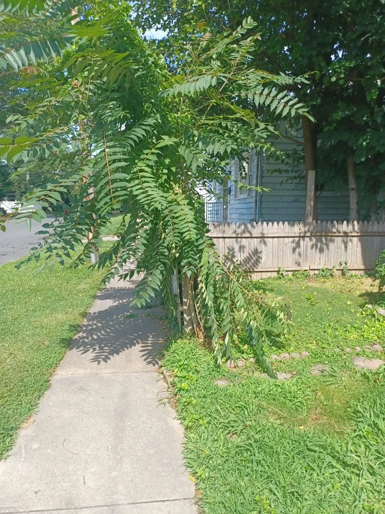 Custom lawn mowing service with custom design across Havre de Grace, MD - Lawn DogZ