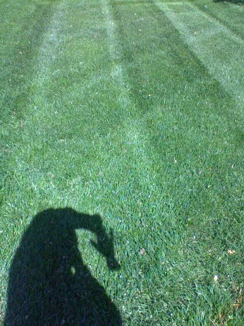 Expert outdoor landscaping for homes in Dale City, VA by Lawn Dude Lawn Maintenance