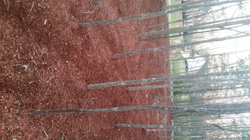 Top-rated landscaping services in Dale City, VA by Lawn Dude Lawn Maintenance