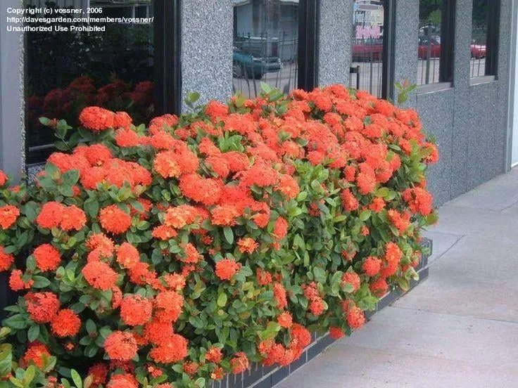 Expert landscape installation in Davie, FL by Lawn Enforcement