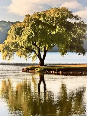 Lawn Enforcement Logo