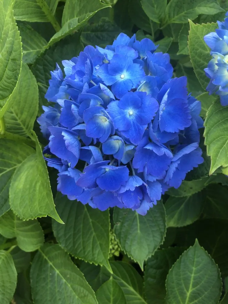 Top-rated yard cleanup service experts serving Plymouth, MA - Lawn Enforcement Landscaping