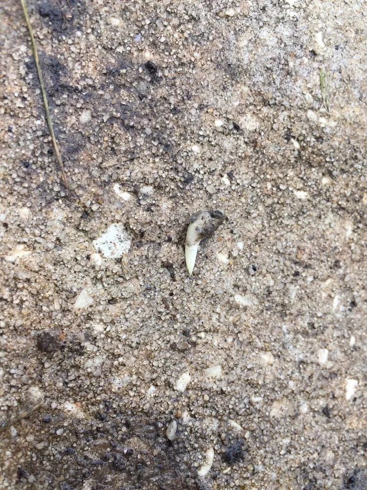 Affordable garden landscaping experts serving Wesley Chapel, FL - Lawn Enforcement Property Management