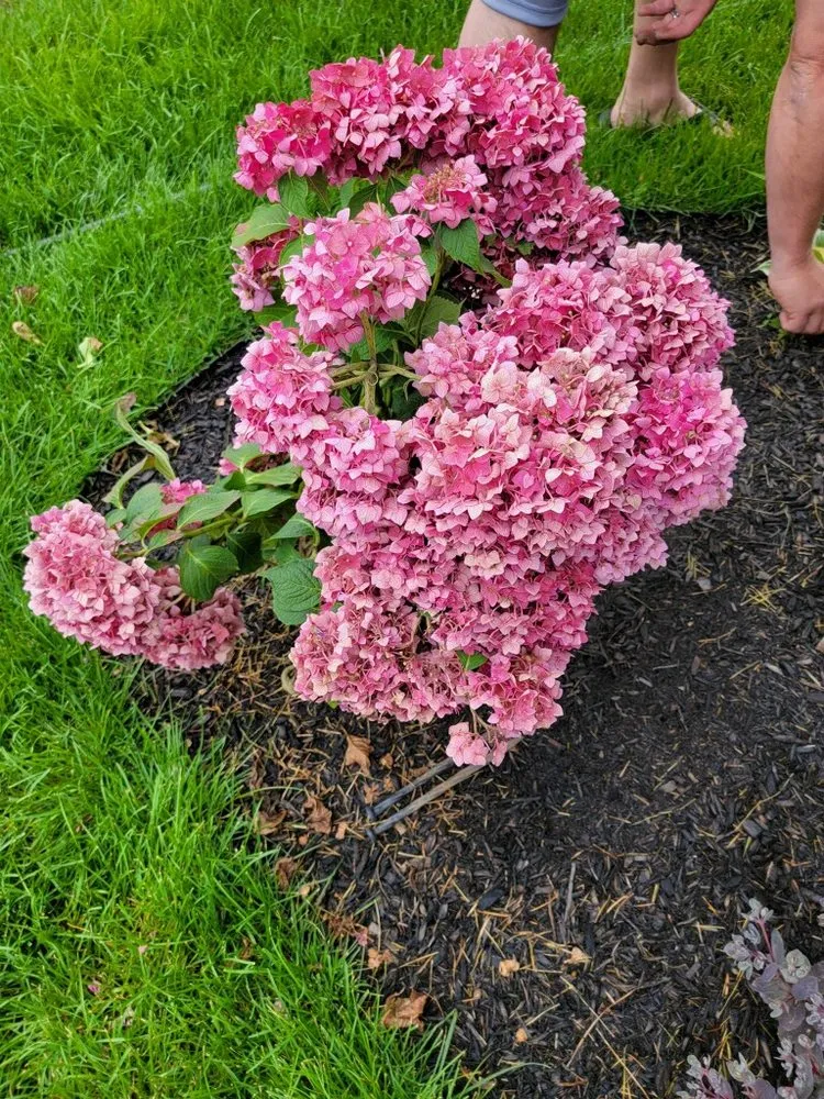 Affordable garden landscaping in Osceola, IN by Lawn Enforcement: SGU