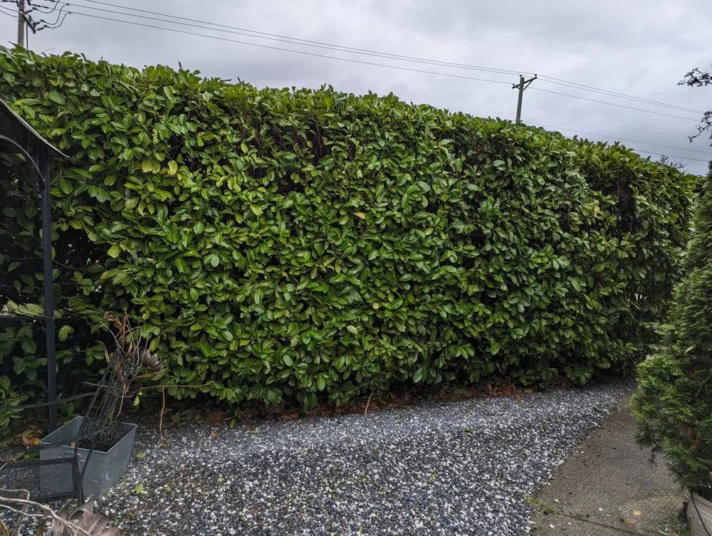 Expert yard cleanup service in Tacoma, WA by Lawn Esthetic