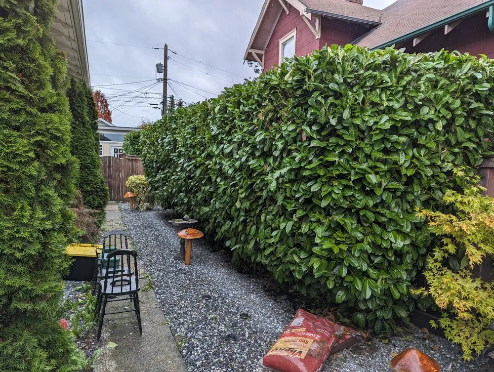 Expert yard maintenance experts serving Tacoma, WA - Lawn Esthetic