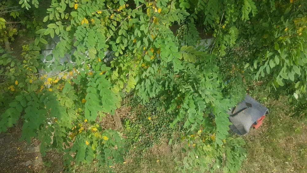 Expert residential landscaping in Cleveland, OH - Lawn Expressos