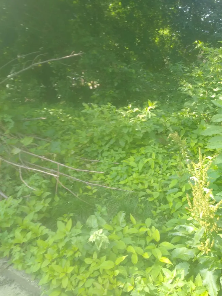 Expert outdoor landscaping near you in Cleveland, OH by Lawn Expressos