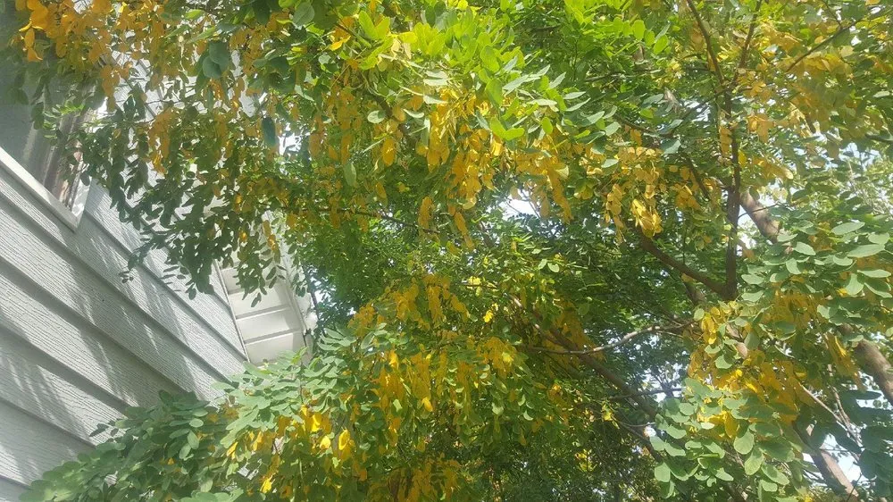 Reliable residential landscaping near you in Cleveland, OH by Lawn Expressos