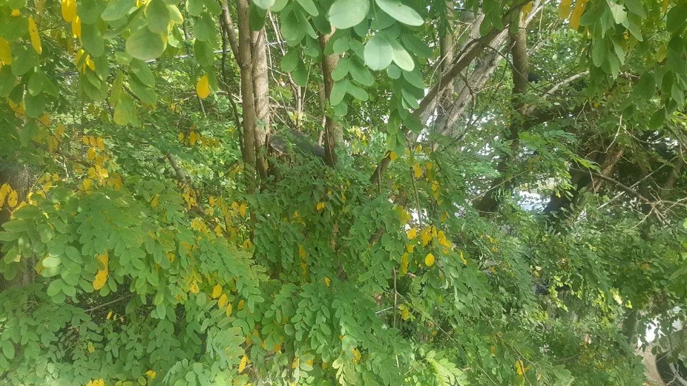 Custom outdoor landscaping for year-round maintenance across Cleveland, OH - Lawn Expressos