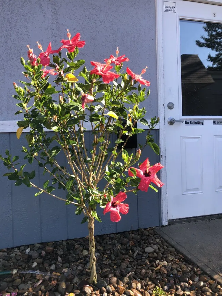 Custom lawn care service with custom design in Lorain, OH by Lawn For Less