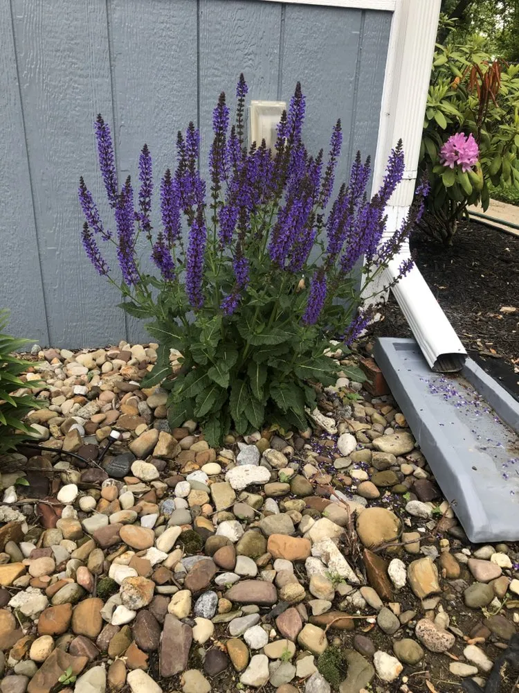 Professional yard maintenance in Lorain, OH - Lawn For Less