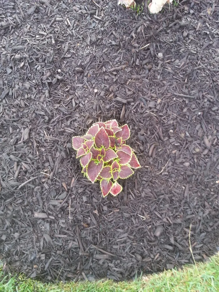 Custom yard maintenance in Franklin, IN - Lawn Force One