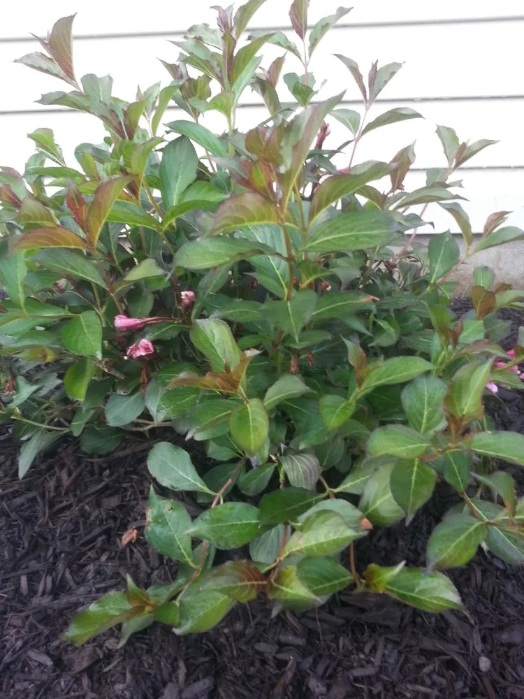 Custom lawn care service experts serving Franklin, IN - Lawn Force One