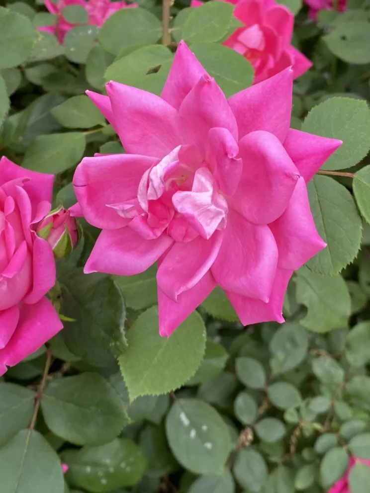 Top-rated landscape design in Louisville, KY - Lawn Geek - Louisville