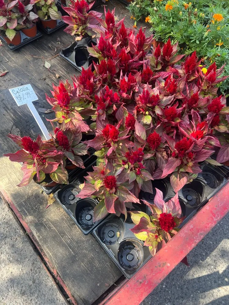 Reliable lawn care service for beautiful yards across Jacksonville, FL - Lawn Geekz Jax