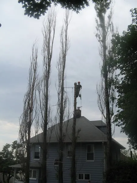 Trusted yard cleanup service in New Britain, CT - Lawn Gentlemen LLC