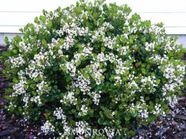 Professional yard cleanup service in Snellvilleville, GA - Lawn Greeners