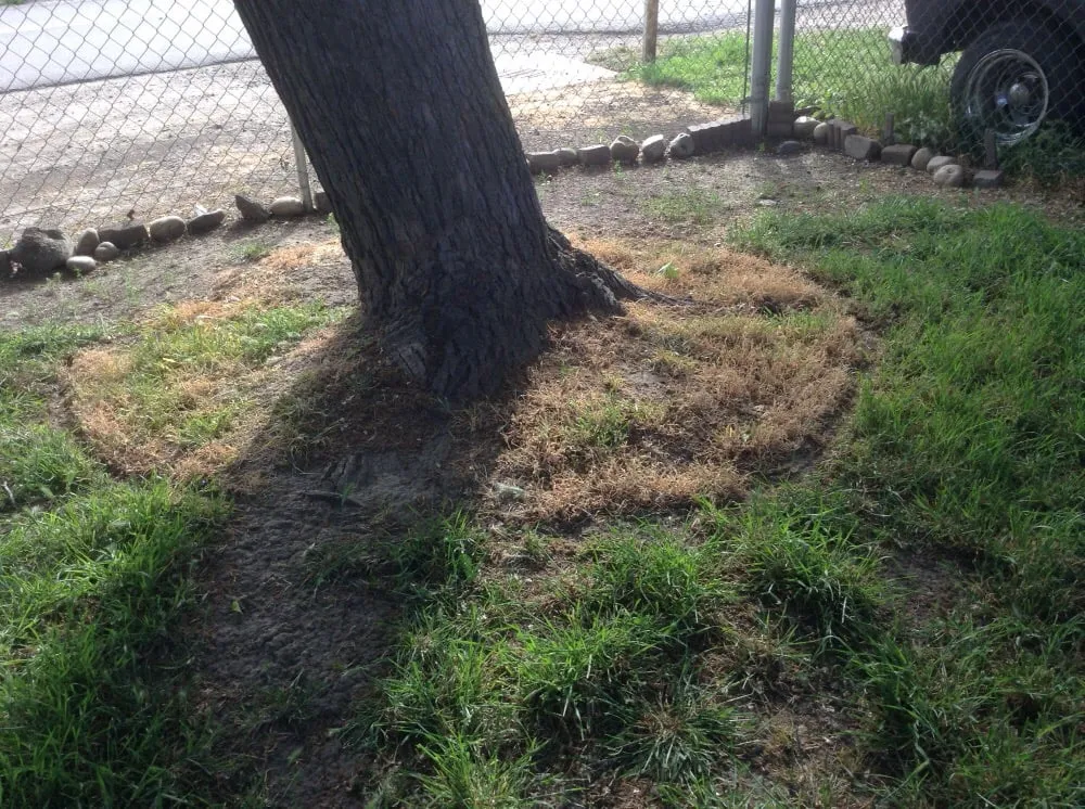 Local landscape design in Stockton, CA by Lawn Groomers Landscaping & Gardening