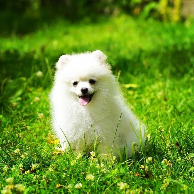 Top-rated yard cleanup service in Tulsa, OK - Lawn Guard