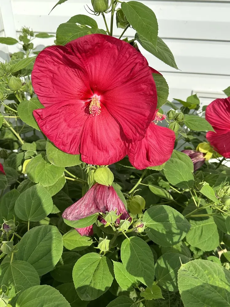 Reliable residential landscaping for residential properties in Bardstown, KY by Lawn Guy Landscape