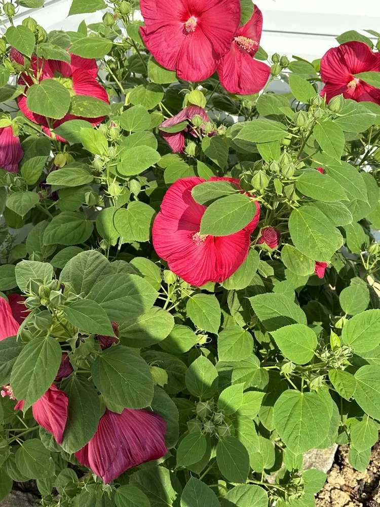 Trusted landscaping services in Bardstown, KY by Lawn Guy Landscape