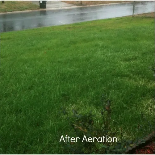 Reliable yard cleanup service with custom design across Verona, PA - Lawn Guy