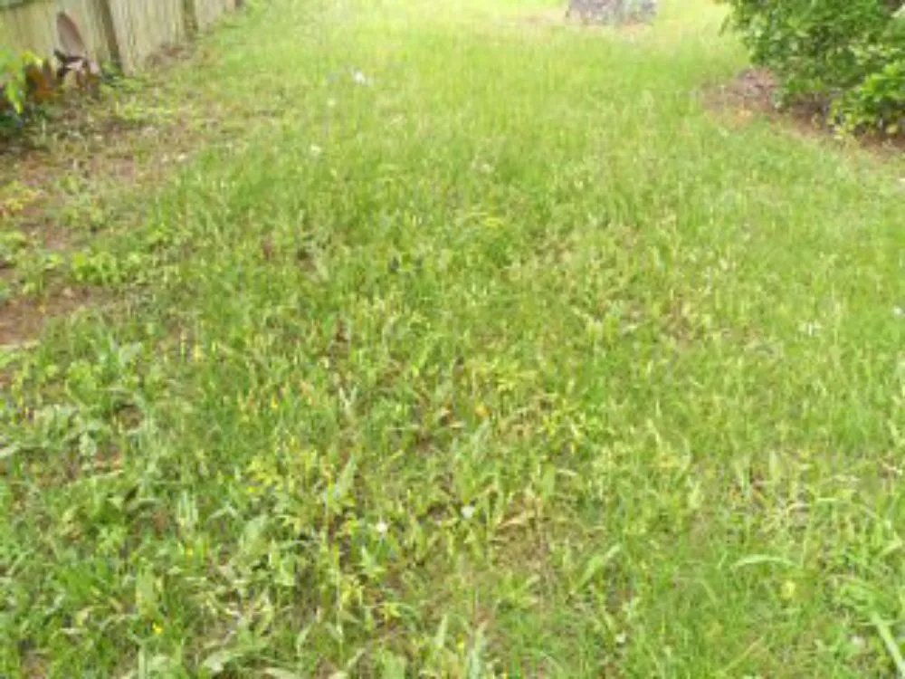 Custom outdoor landscaping for year-round maintenance in Goose Creek, SC by Lawn Guys