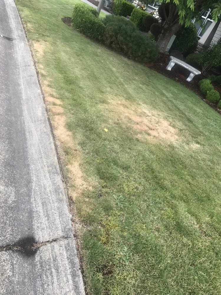 Reliable yard maintenance in Puyallup, WA - Lawn Guys