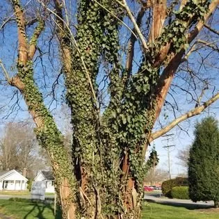 Trusted lawn mowing service in Suffolk, VA - Lawn Hedge & Advantages Landscaping