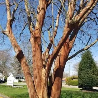 Custom lawn care service experts serving Suffolk, VA - Lawn Hedge & Advantages Landscaping