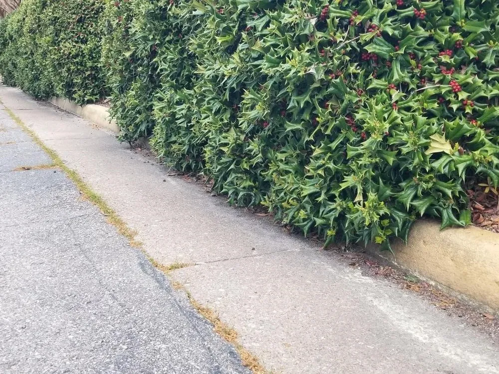 Custom yard maintenance in Suffolk, VA - Lawn Hedge & Advantages Landscaping