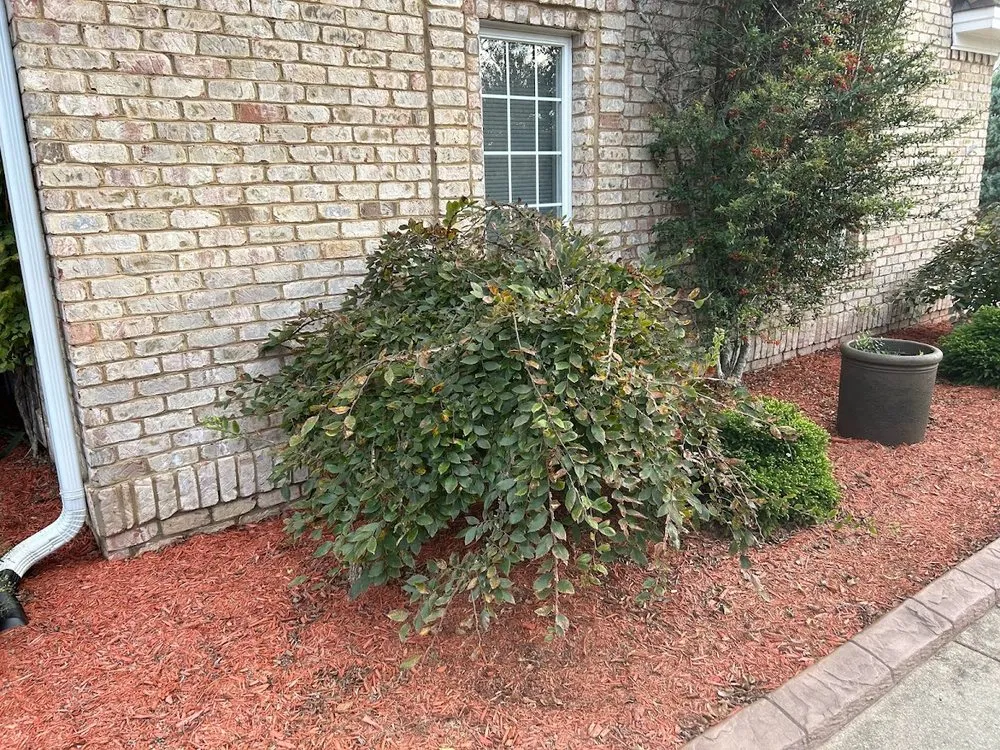 Trusted yard maintenance in Leland, NC by Lawn Hero