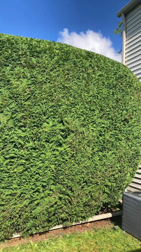 Expert lawn care service near you in Auburn, MI by Lawn Hero’s