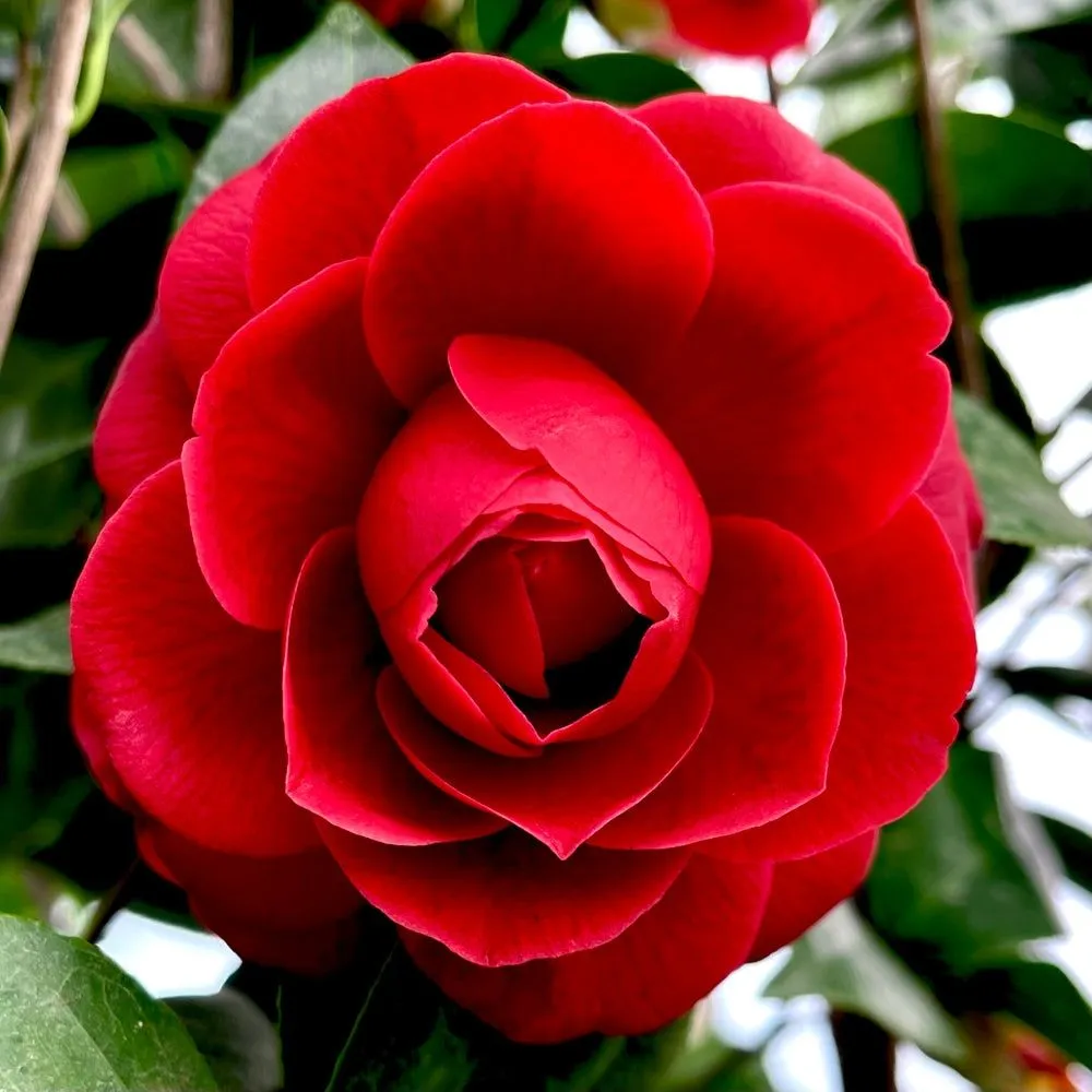 Local landscape installation in Mobile, AL - Lawn Hoppers