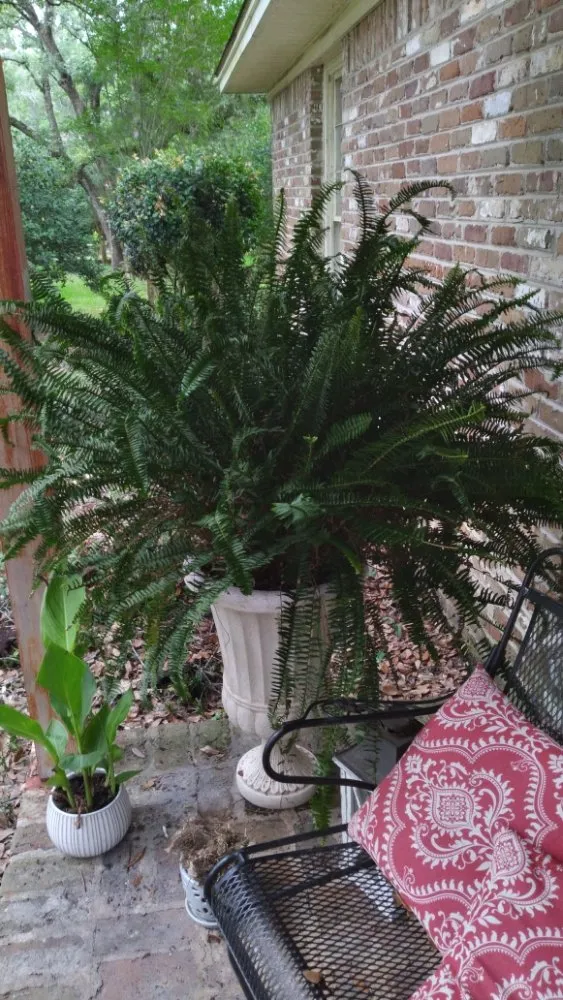 Local yard cleanup service in Mobile, AL - Lawn Hoppers