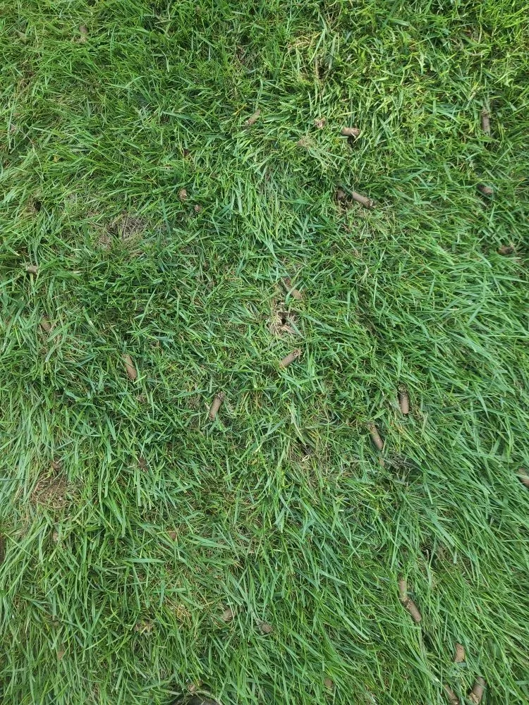 Professional lawn mowing service experts serving Vinton, VA - Lawn Improvement