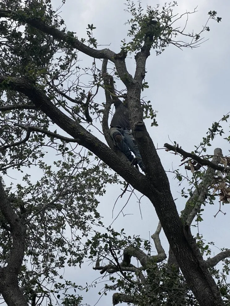 Local yard maintenance near you across Harlingen, TX - Lawn In Order Yard Service