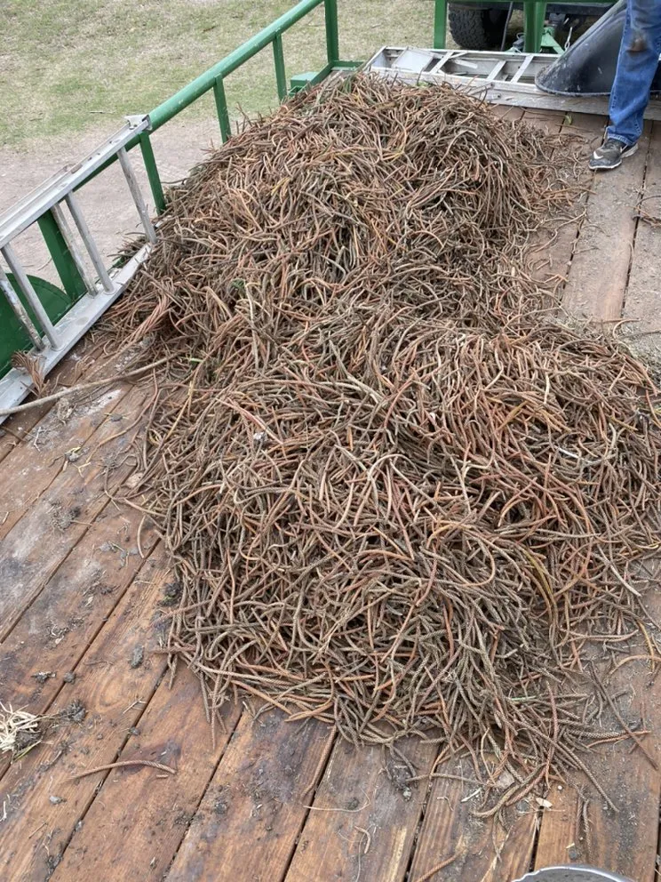 Expert landscape design for outdoor upgrades in Harlingen, TX by Lawn In Order Yard Service