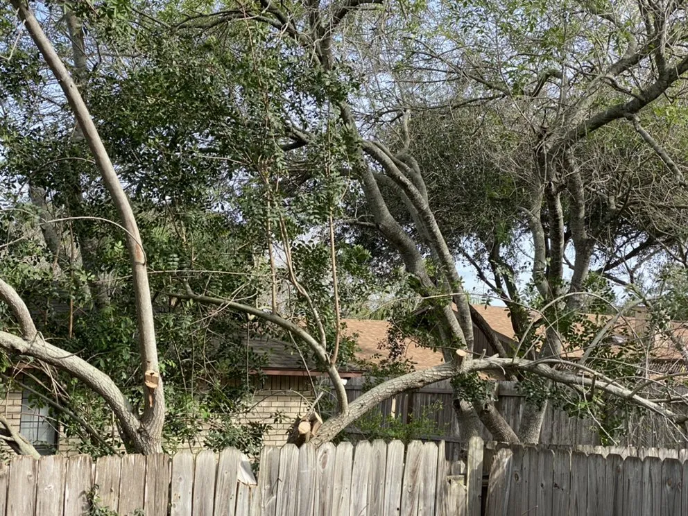 Affordable lawn care service experts serving Harlingen, TX - Lawn In Order Yard Service