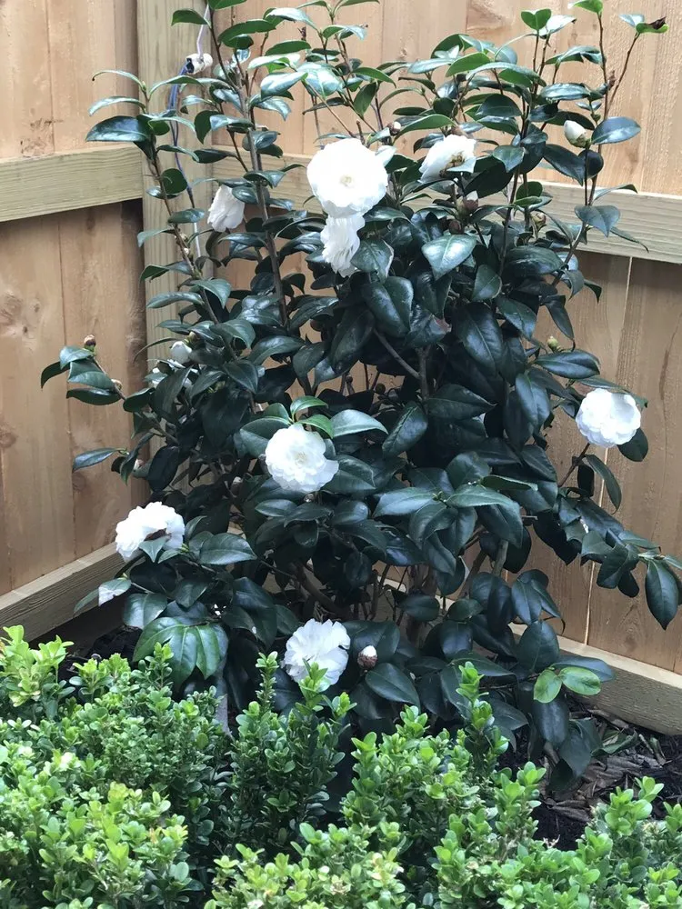 Top-rated lawn mowing service experts serving Sugar Land, TX - Lawn John