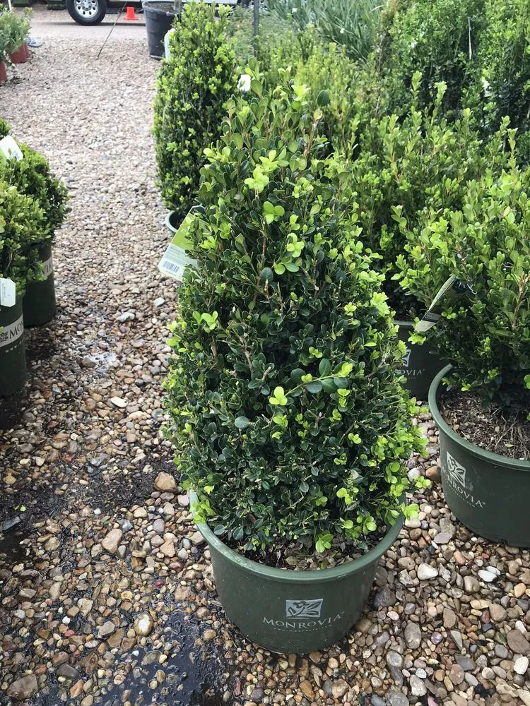 Affordable outdoor landscaping for beautiful yards in Sugar Land, TX by Lawn John