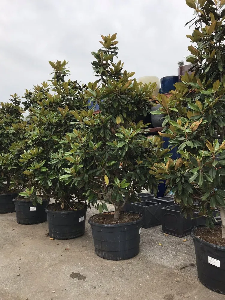 Local residential landscaping for outdoor upgrades across Sugar Land, TX - Lawn John